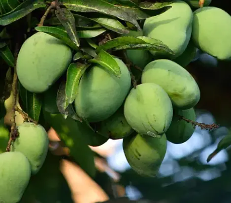 African Mango Seed Extract used in Sugar Reset